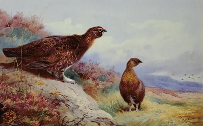 Red Grouse on the Moor